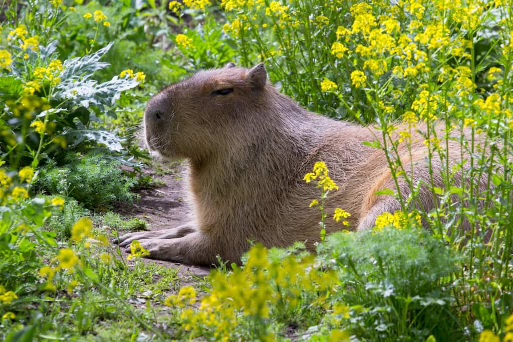 Image: A capybara lounges amidst the flowers