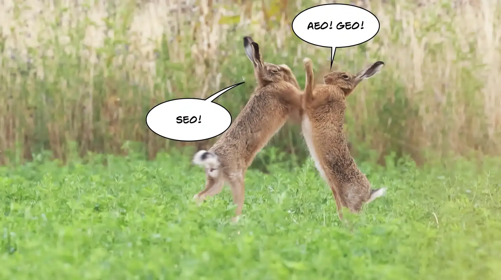 Two hares boxing in a field