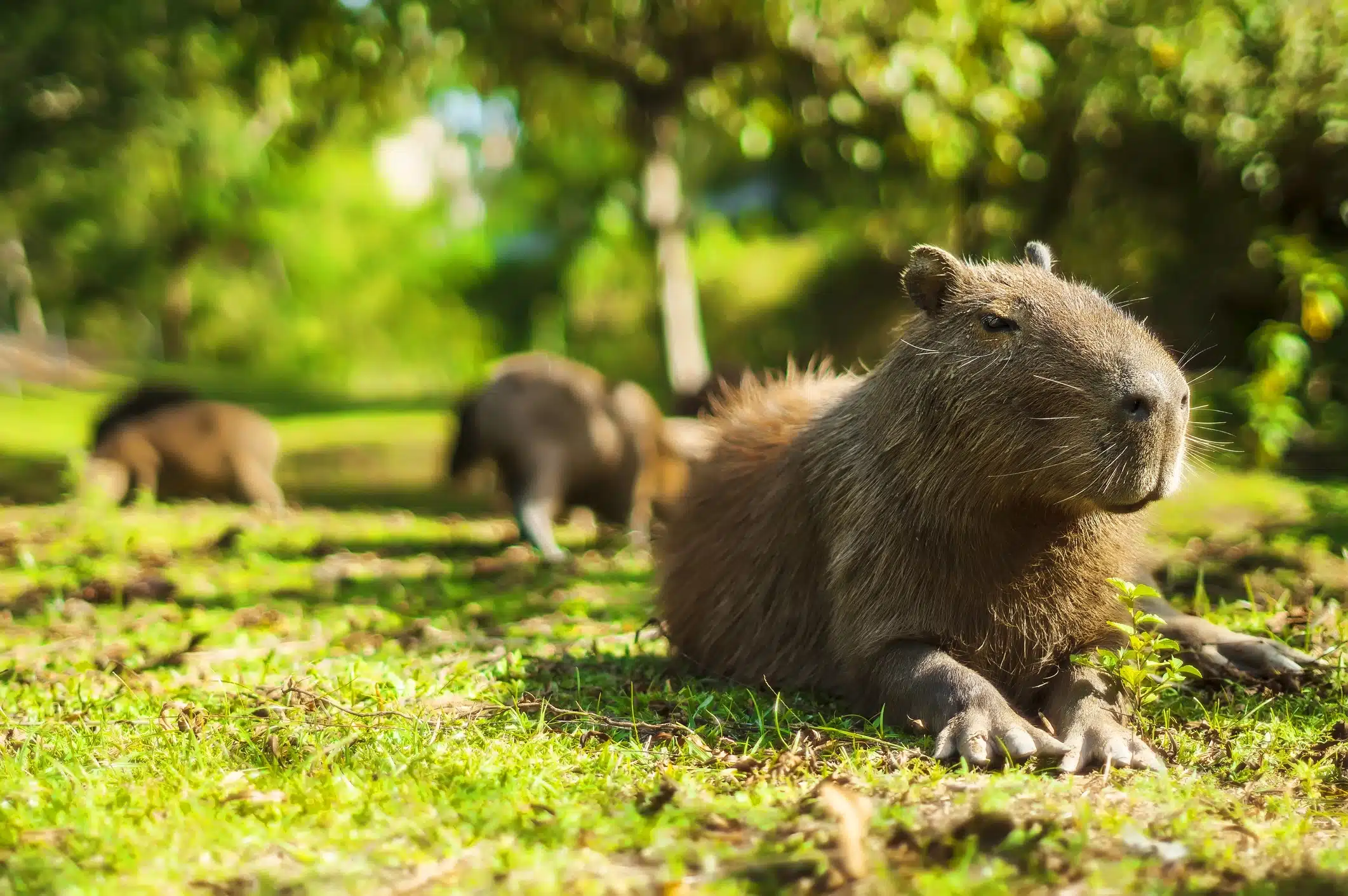 A capybara, chilling